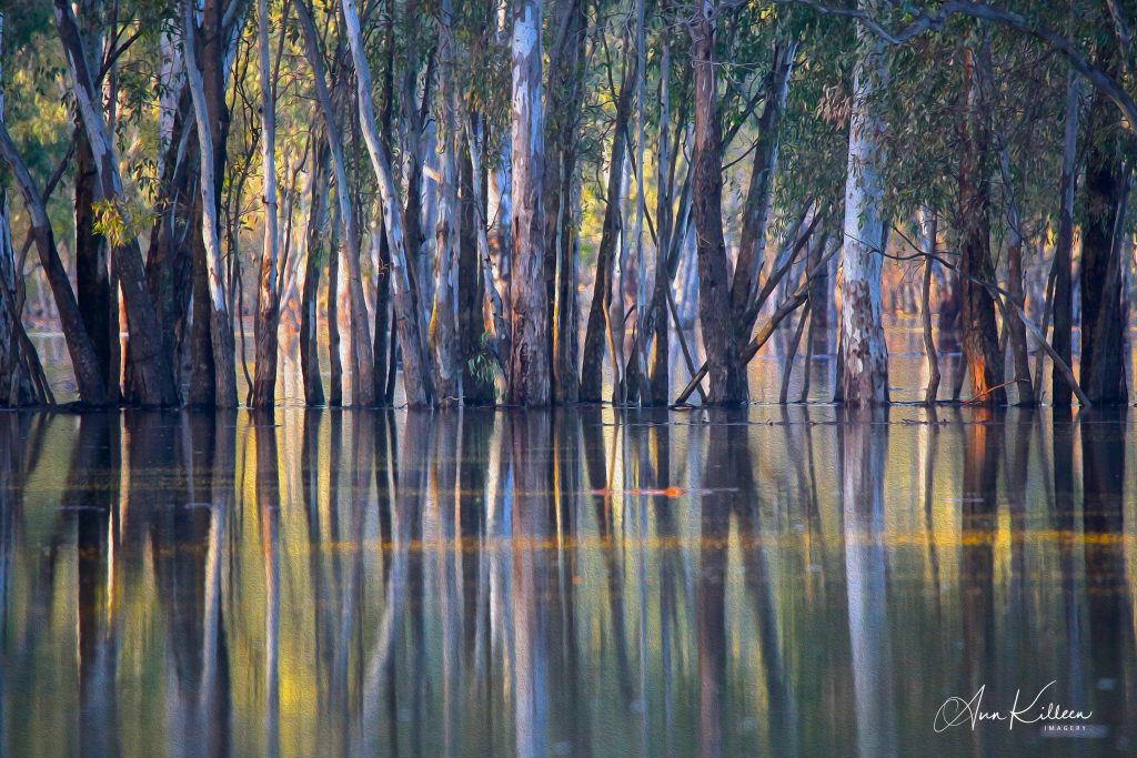 Ann Killeen's prize winner photo 'floodways'